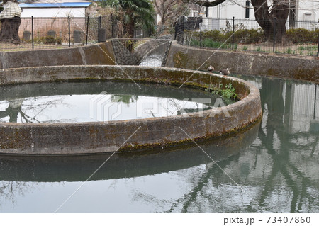 冬の二ヶ領用水久地円筒分水 73407860