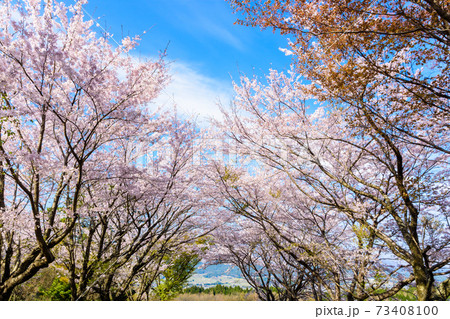 阿蘇山 阿蘇五岳全景を背景に最高に美しい春空と桜並木風景 日本 熊本県南阿蘇年春撮影の写真素材
