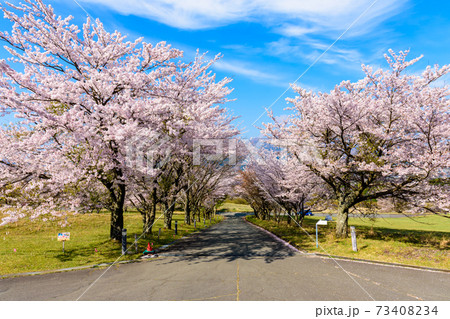 阿蘇山 阿蘇五岳全景を背景に最高に美しい春空と桜並木風景 日本 熊本県南阿蘇年春撮影の写真素材