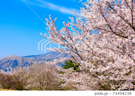 阿蘇山・阿蘇五岳全景を背景に最高に美しい春空と桜並木風景 日本 熊本県南阿蘇2020年春撮影 阿蘇山・阿蘇五岳全景を背景に最高に美しい春空と桜並木風景 日本 熊本県南阿蘇2020年春撮影 73408236