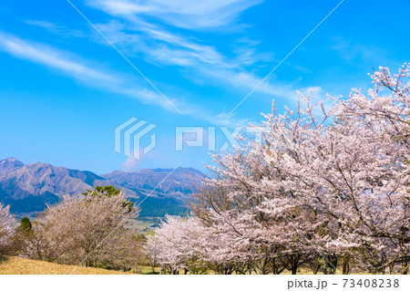 阿蘇山・阿蘇五岳全景を背景に最高に美しい春空と桜並木風景　日本　熊本県南阿蘇2020年春撮影 73408238