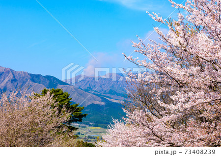 阿蘇山・阿蘇五岳全景を背景に最高に美しい春空と桜並木風景 日本 熊本県南阿蘇2020年春撮影 阿蘇山・阿蘇五岳全景を背景に最高に美しい春空と桜並木風景 日本 熊本県南阿蘇2020年春撮影 73408239