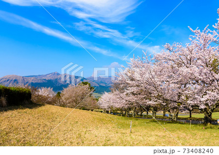 阿蘇山・阿蘇五岳全景を背景に最高に美しい春空と桜並木風景　日本　熊本県南阿蘇2020年春撮影 73408240
