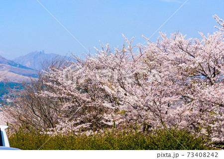 阿蘇山・阿蘇五岳全景を背景に最高に美しい春空と桜並木風景　日本　熊本県南阿蘇2020年春撮影 73408242