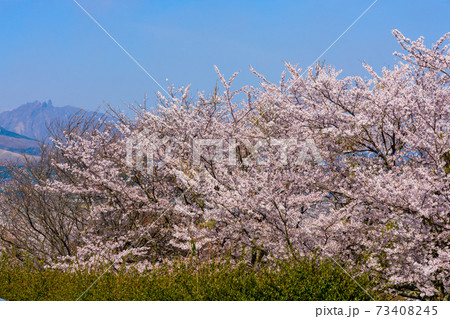 阿蘇山・阿蘇五岳全景を背景に最高に美しい春空と桜並木風景 日本 熊本県南阿蘇2020年春撮影 阿蘇山・阿蘇五岳全景を背景に最高に美しい春空と桜並木風景 日本 熊本県南阿蘇2020年春撮影 73408245