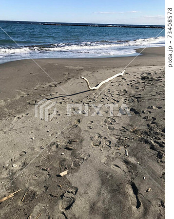 まるで大蛇のような流木を海辺で見つけた まるで大蛇のような流木を海辺で見つけた 73408578