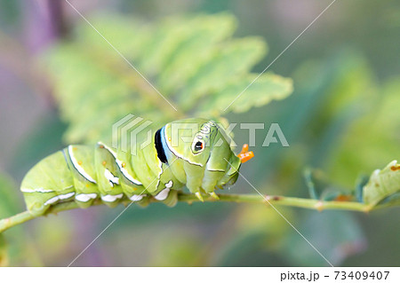 山椒の葉を食べて育つアゲハチョウの幼虫の写真素材