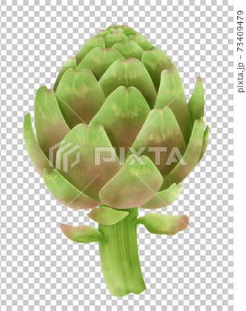 水彩插圖朝鮮薊 水彩插圖朝鮮薊 73409479