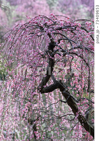 ピンク色の梅の花（しだれ梅　名古屋市農業センター　愛知県名古屋市） 73409653
