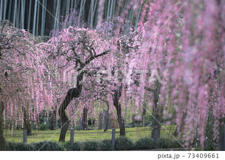 ピンク色の梅の花と竹林（しだれ梅　名古屋市農業センター　愛知県名古屋市） 73409661