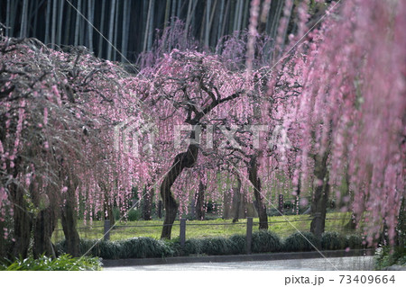 ピンク色の梅の花と竹林(しだれ梅 名古屋市農業センター 愛知県名古屋市) ピンク色の梅の花と竹林(しだれ梅 名古屋市農業センター 愛知県名古屋市) 73409664