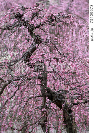 ピンク色の梅の花(しだれ梅 名古屋市農業センター 愛知県名古屋市) ピンク色の梅の花(しだれ梅 名古屋市農業センター 愛知県名古屋市) 73409678