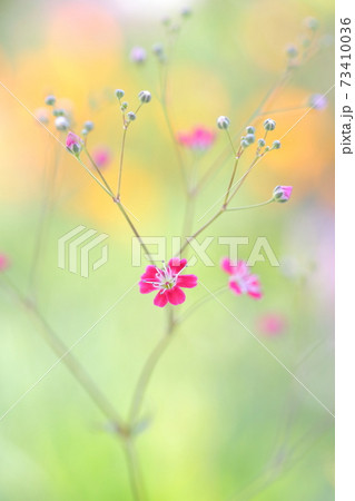 淡いパステル色のカスミソウ(かすみ草 一年草) 淡いパステル色のカスミソウ(かすみ草 一年草) 73410036