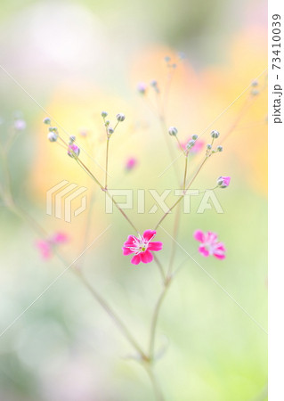 淡いパステル色のカスミソウ かすみ草 一年草 の写真素材 淡いパステル色のカスミソウ かすみ草 一年草 の写真素材