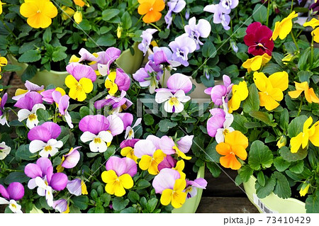 「ビオラ（ピンク）」 73410429