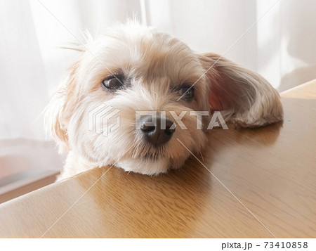 こたつテーブルに顔を乗せるかわいいアプリコットの小型犬 マルプー トイプードル の写真素材
