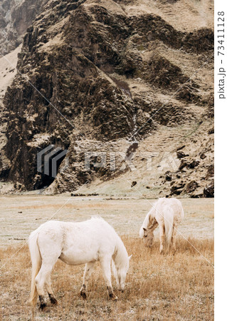 Two white horses graze in a field against a rocky mountain. The Icelandic horse is a breed of horse grown in Iceland. 73411128