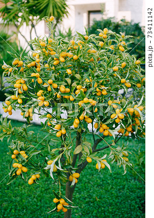 Kumquat or fortunella tree with ripe orange fruits on branches in the garden. Kumquat or fortunella tree with ripe orange fruits on branches in the garden. 73411142