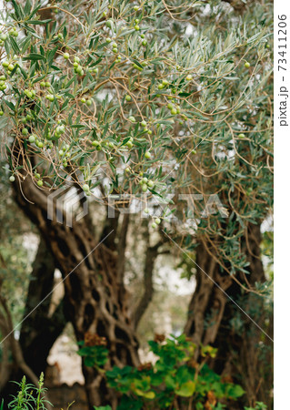 Large olive fruit on the branches of the tree, against the bark of the tree. 73411206