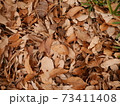 冬を感じる落ち葉 73411408