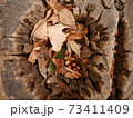 切り株の中のどんぐり 73411409