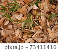 公園の落ち葉 73411410