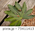 緑の葉っぱとどんぐり 73411413