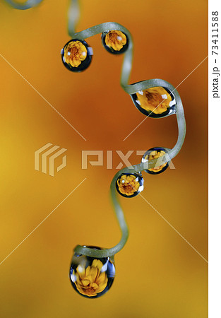 花についた水滴 73411588