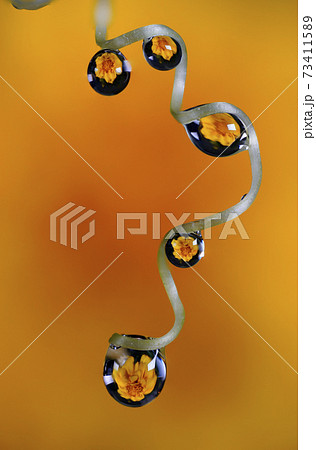 花についた水滴 73411589