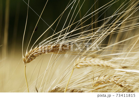 大麦畑 73411815