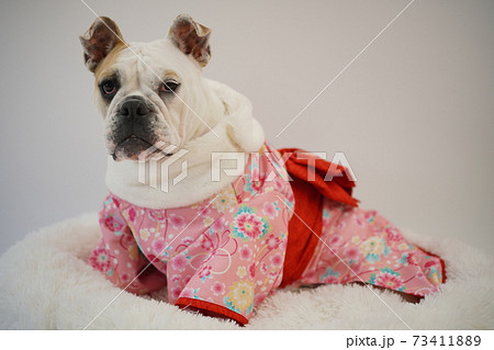イングリッシュブルドッグ子犬 着物和装 写真39 イングリッシュブルドッグ子犬 着物和装 写真39 73411889