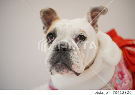 イングリッシュブルドッグ子犬 着物和装 写真103 イングリッシュブルドッグ子犬 着物和装 写真103 73412326