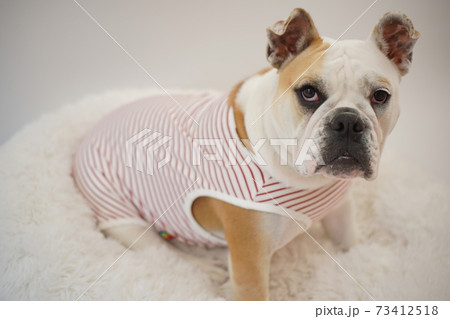 イングリッシュブルドッグ子犬 ボーダーシャツ服 写真3 イングリッシュブルドッグ子犬 ボーダーシャツ服 写真3 73412518