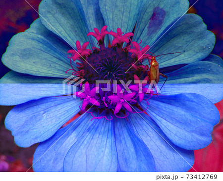 Photo background of a beautiful flower Photo background of a beautiful flower 73412769