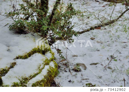 林 森 樹林 73412902