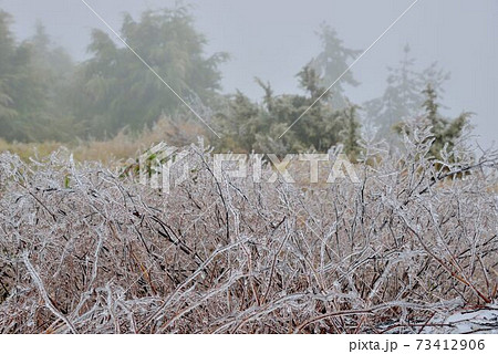 林 森 樹林 73412906