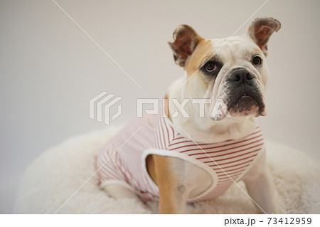 イングリッシュブルドッグ子犬 ボーダーシャツ服 写真70 イングリッシュブルドッグ子犬 ボーダーシャツ服 写真70 73412959