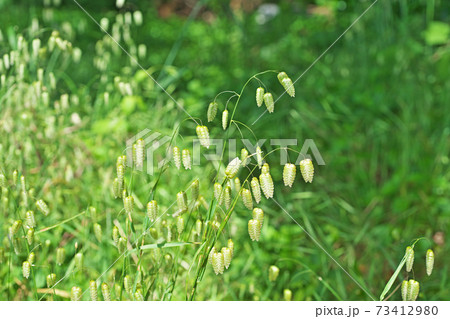 道端のコバンソウの緑色の花 73412980