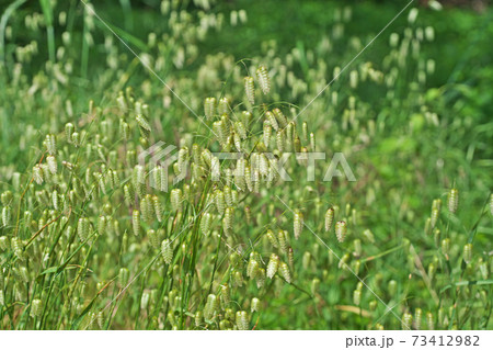 道端のコバンソウの緑色の花 73412982