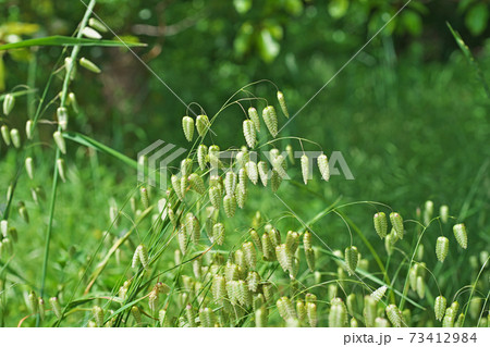 道端のコバンソウの緑色の花 73412984