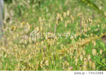 道端のコバンソウの緑色の花 73412988