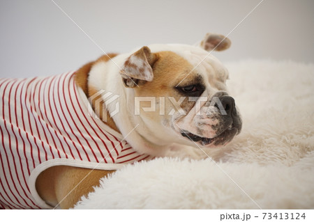 イングリッシュブルドッグ子犬　ボーダーシャツ服　写真94 73413124