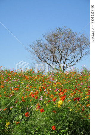 万博記念公園～花の丘のコスモス～ 73413740