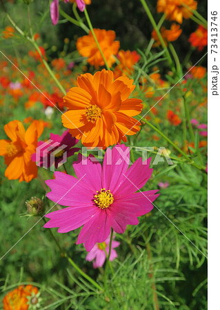 万博記念公園～花の丘のコスモス～ 73413746