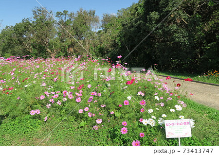 万博記念公園～花の丘のコスモス～ 73413747