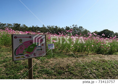 万博記念公園 花の丘のコスモス の写真素材
