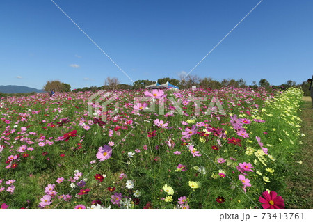 万博記念公園~花の丘のコスモス~ 万博記念公園~花の丘のコスモス~ 73413761