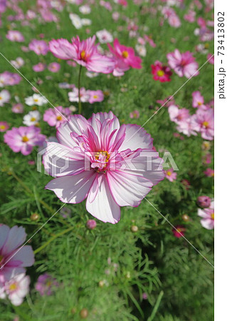 万博記念公園～花の丘のコスモス～ 73413802