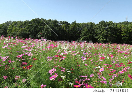 万博記念公園 花の丘のコスモス の写真素材