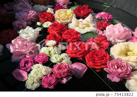 万博記念公園～平和のバラ園～ 73413822